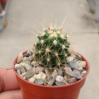 Ferocactus schwarzii