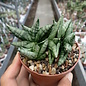 Sansevieria cylindrica cv. Mini