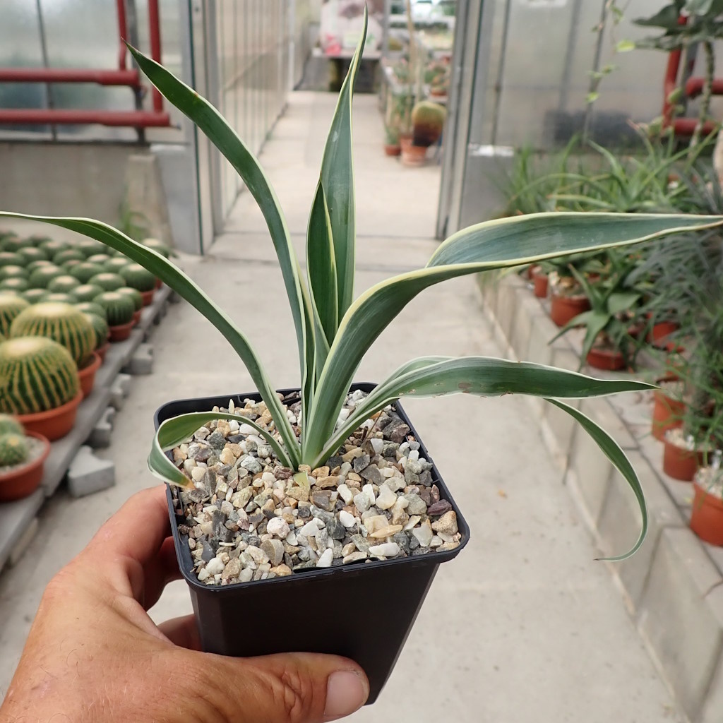 Yucca filamentosa cv. Bright Edge (dw)