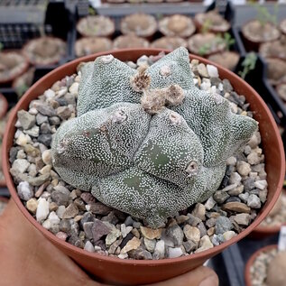 Astrophytum myriostigma