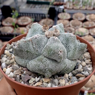 Astrophytum myriostigma