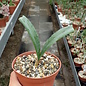 Haemanthus coccineus