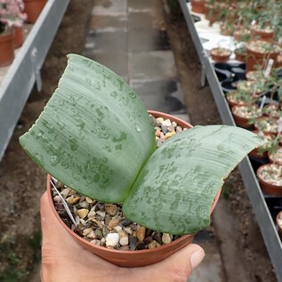 Haemanthus coccineus