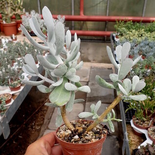 Cotyledon orbiculata Silver Peak