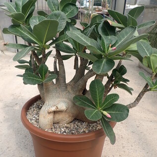 Adenium arabicum XL