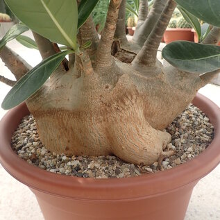 Adenium arabicum XL