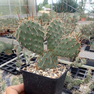 Opuntia polyacantha v. juniperina cv. Oettingen  Keams Canyon, Arizona, USA    (dw)