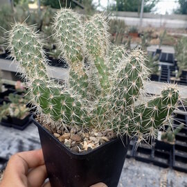 Opuntia polyacantha cv. Peter Pan      (dw)