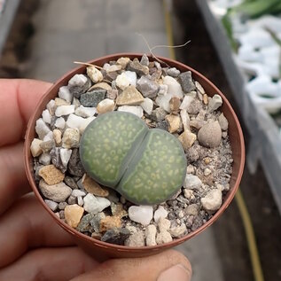 Lithops julii ssp. fulleri cv. Fullergreen