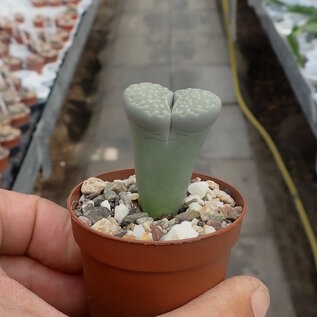 Lithops julii ssp. fulleri cv. Fullergreen
