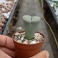 Lithops julii ssp. fulleri cv. Fullergreen