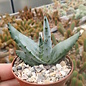 Aloe spectabilis