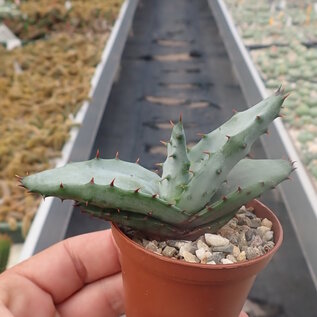 Aloe spectabilis