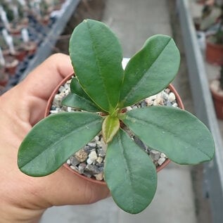 Euphorbia ramena   N. Madagascar, Antisiranana area