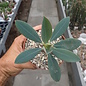 Euphorbia pachypodioides