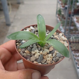 Drimia platyphylla   Namaqualand, Lavranos,