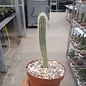 Cephalocleistocactus ritteri v. rubriflora