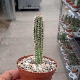 Cephalocleistocactus ritteri v. rubriflora