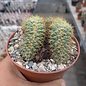 Coryphantha spec.     cristata