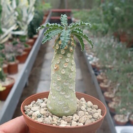 Dorstenia lavrania