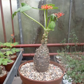 Jatropha podagrica cv. Brevicrassus