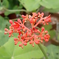 Jatropha podagrica cv. Brevicrassus