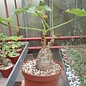 Jatropha podagrica cv. Brevicrassus