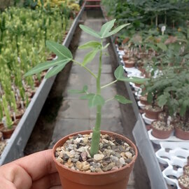 Adenia venenata   tropisches Afrika