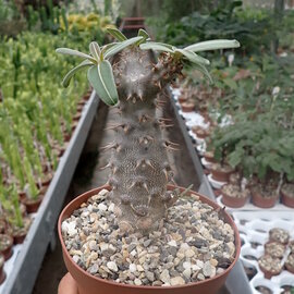 Pachypodium rosulatum ssp. cactus del sur de Madagascar