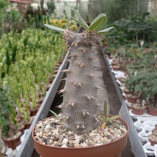 Pachypodium rosulatum ssp. cactipes southern Madagascar