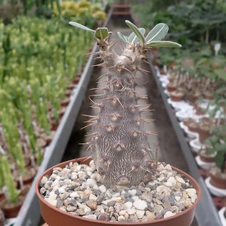 Pachypodium rosulatum ssp. cactus du sud de Madagascar