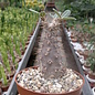 Pachypodium rosulatum ssp. cactipes southern Madagascar