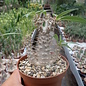 Pachypodium rosulatum ssp. makayense