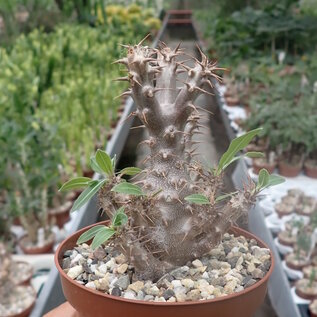 Pachypodium rosulatum ssp. makayense