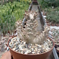 Pachypodium rosulatum ssp. makayense