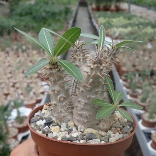 Pachypodium rosulatum ssp. makayense