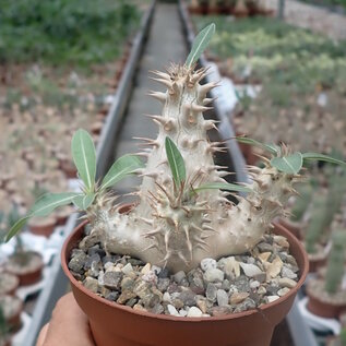 Pachypodium rosulatum ssp. makayense