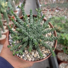 Euphorbia gorgonis