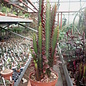 Euphorbia trigona cv. rubra