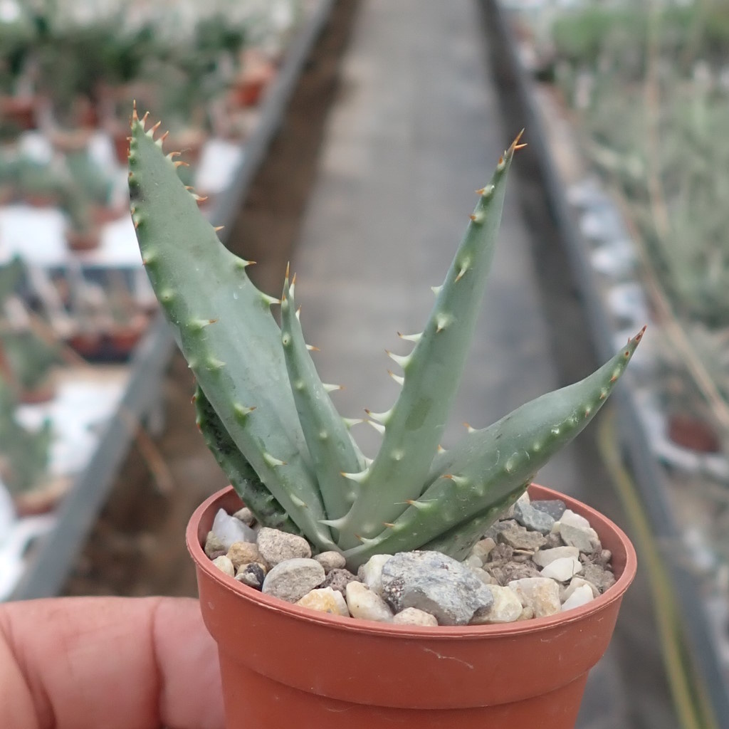 Aloe Aculeata, Híbrida – Cactos E Suculentas Portugal