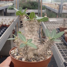 Pachypodium densiflorum   Madagaskar