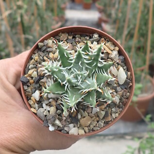 Aloe melanacantha v. erinacea