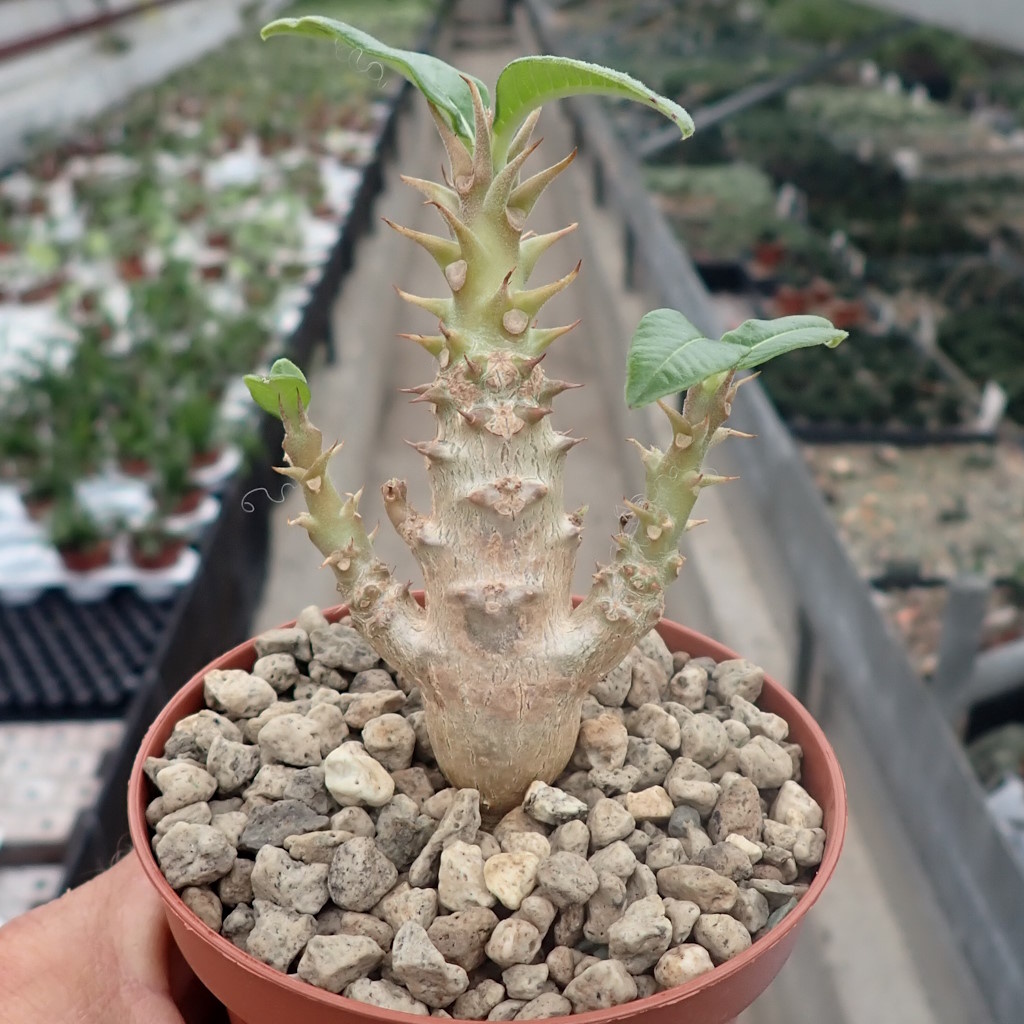 Pachypodium windsorii CITES, not outside EU - Uhlig Kakteen - more 