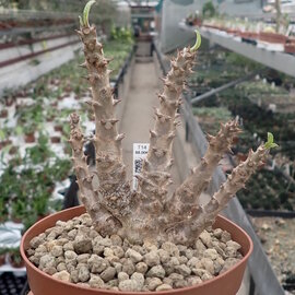 Pachypodium windsorii       CITES, not outside EU