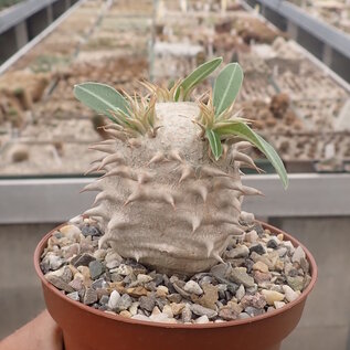 Pachypodium densiflorum-Hybr. (densiflorum x eberneum)