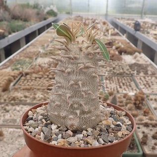 Pachypodium densiflorum-Hybr. (densiflorum x eberneum)