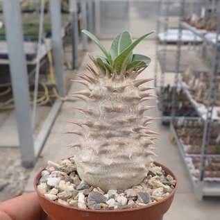 Pachypodium densiflorum-Hybr. (densiflorum x eberneum)