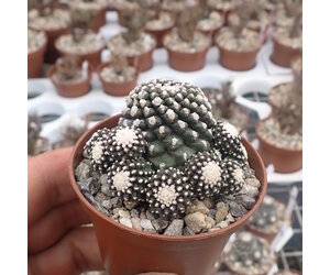 COPIAPOA MONSTER はべら Blue Skinned Hybrid