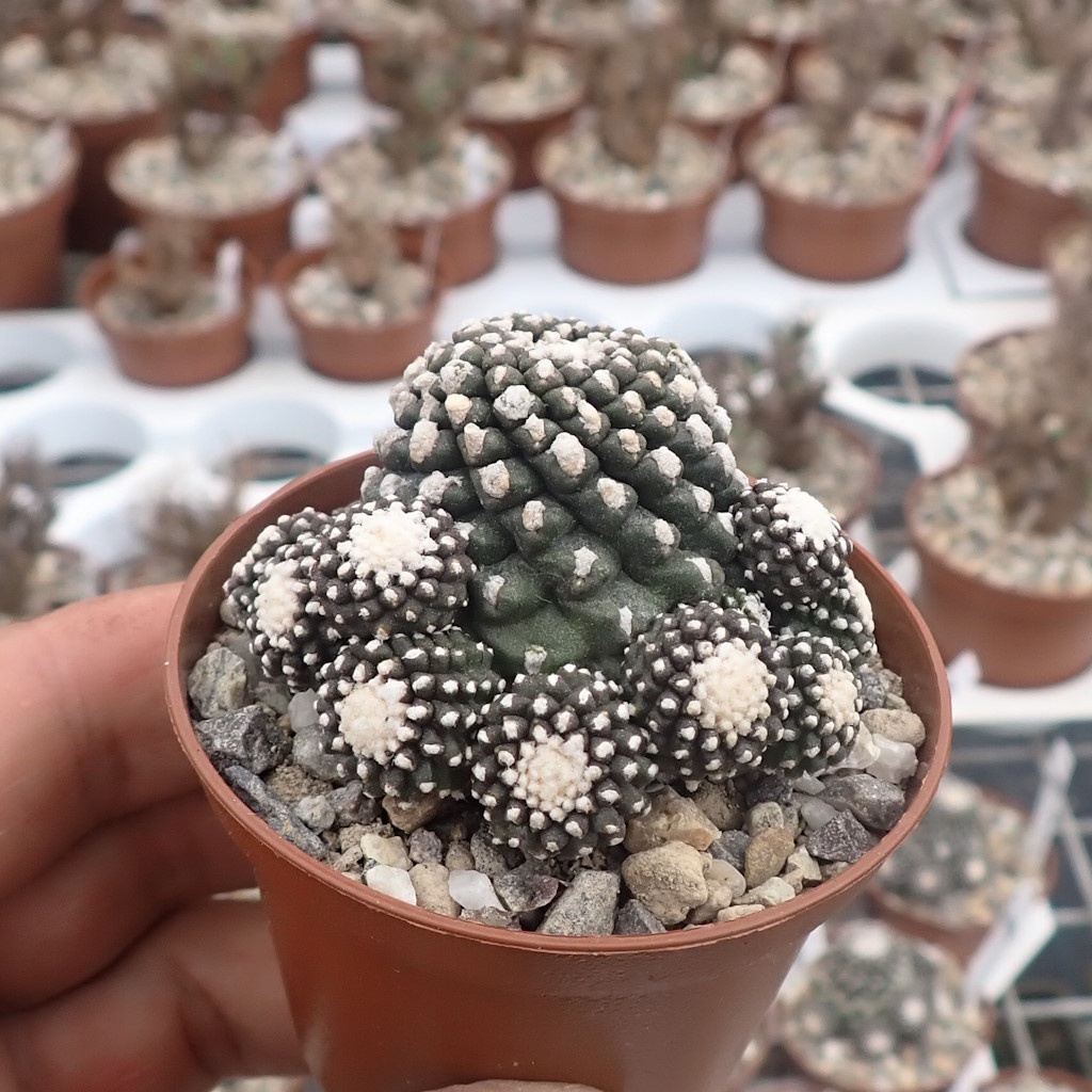 羅本製所COPIAPOA MONSTER Blue Skinned Hybrid 羅本製所COPIAPOA MONSTER Blue Skinned Hybrid 羅本製所