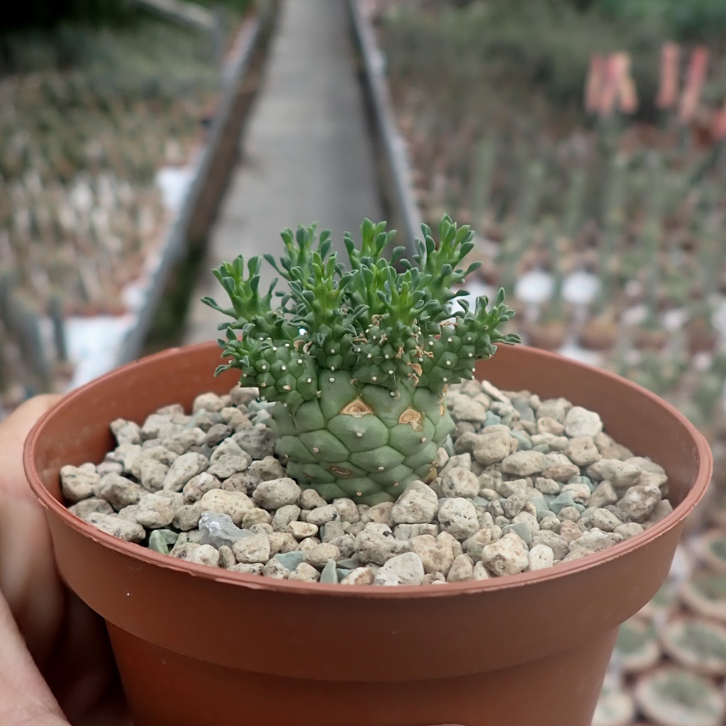 ユーフォルビア　アトロビリディス　　「レア、大株」 ユーフォルビア アトロビリディス 「レア、大株」 - メルカリ